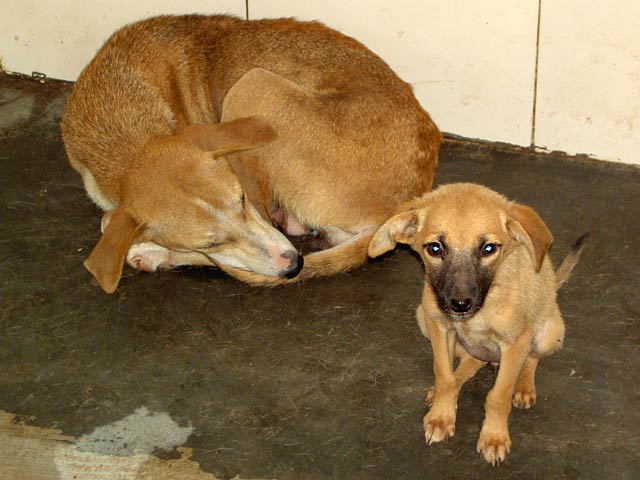 ANIMAL WELFARE
